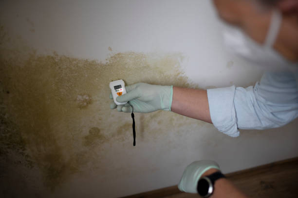 Best Professional Mold Removal  in Annandale, VA
