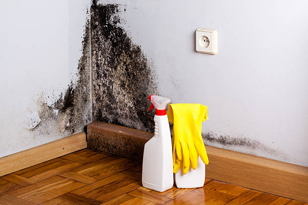 Certified Mold Removal in Annandale, VA