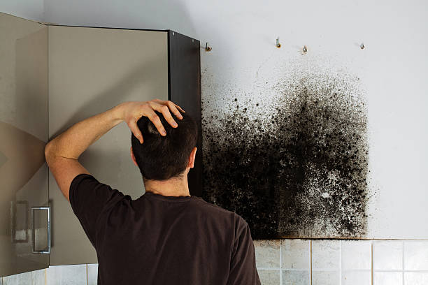 Trusted Annandale, VA Mold Removal Experts