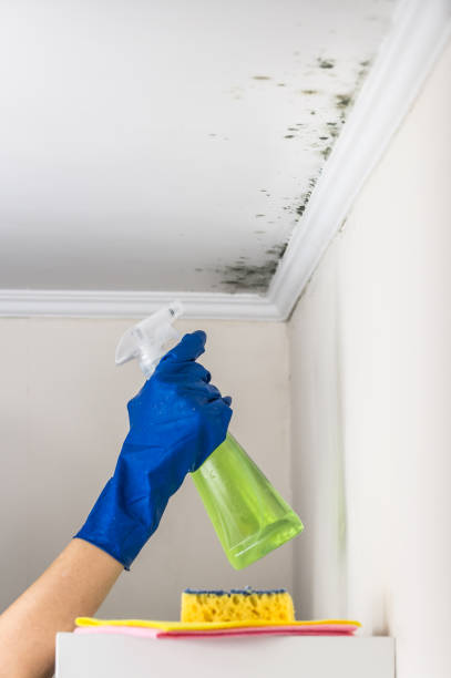 Best Mold Cleaning Services  in Annandale, VA